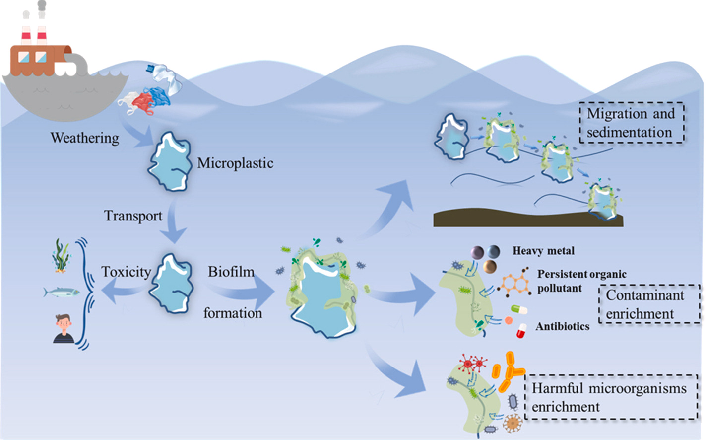 Diagram showing microplastics undergoing weathering, transporting pollutants like heavy metals and organic contaminants, forming biofilms that enrich harmful microorganisms and antibiotics, ultimately impacting ecosystems.
