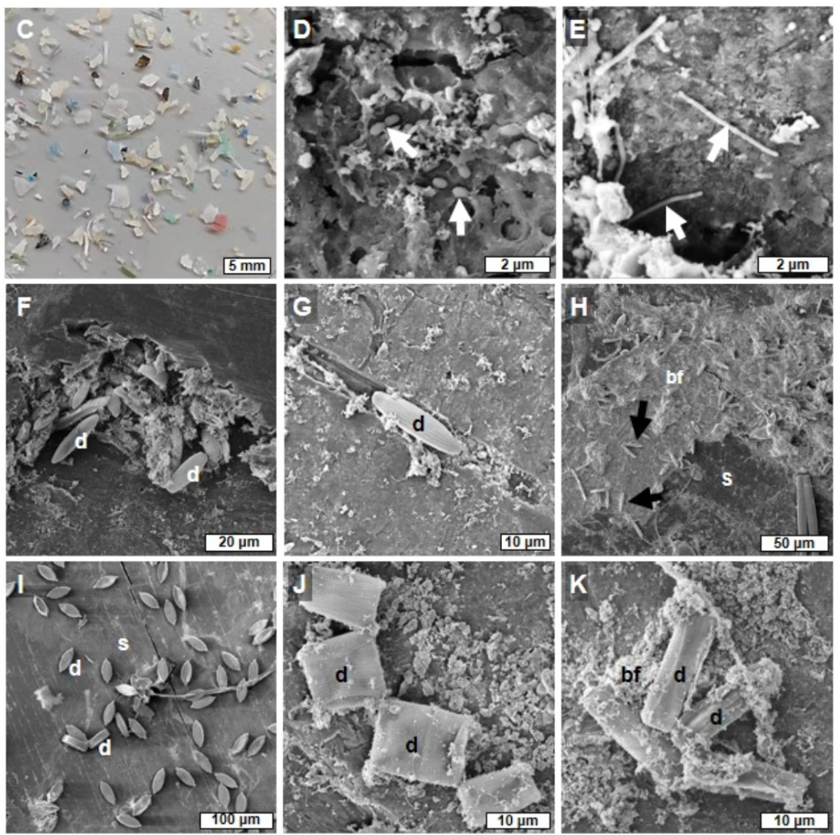 Microplastic surface colonized by biofilm and diatoms