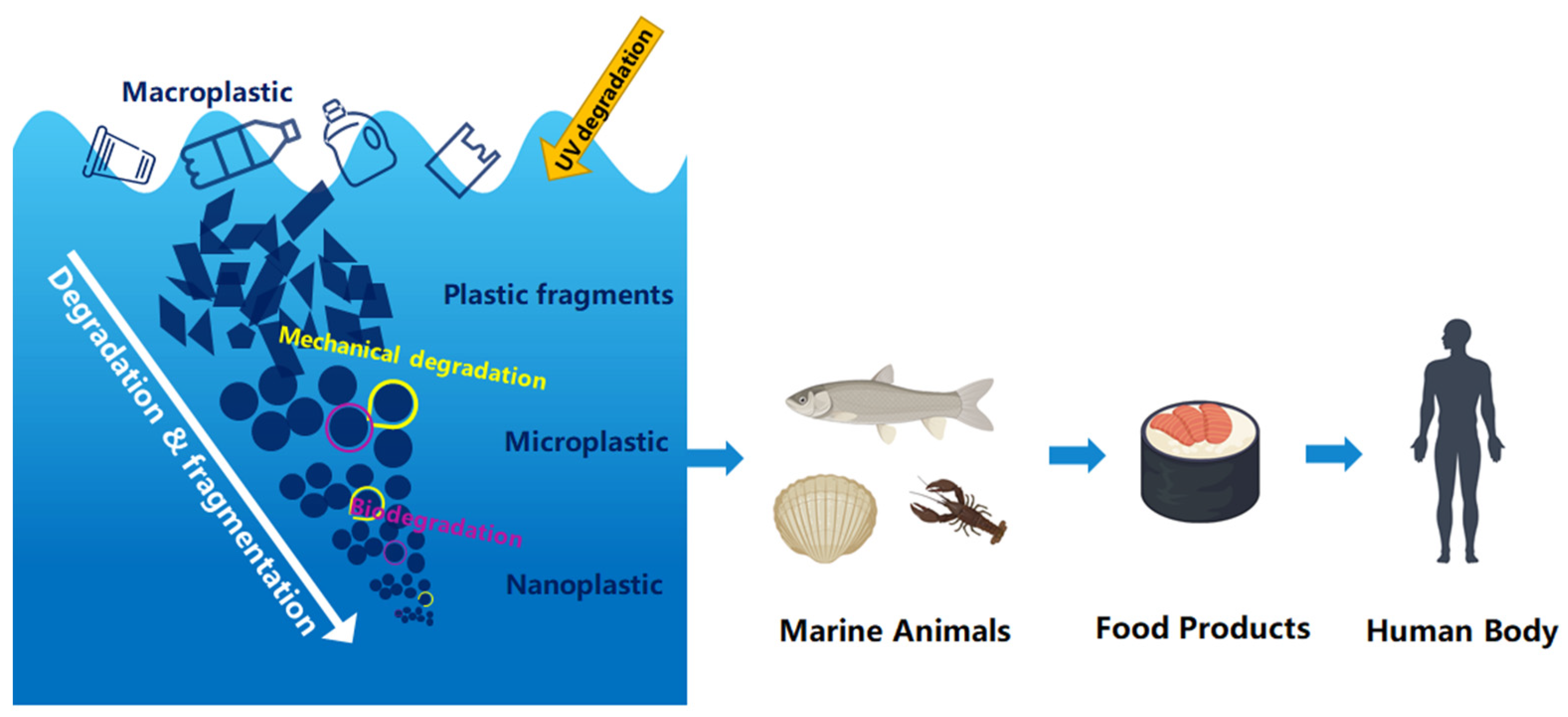 The degradation pathway of plastic into microplastic and further into nanoplastic, and how it enters the food web