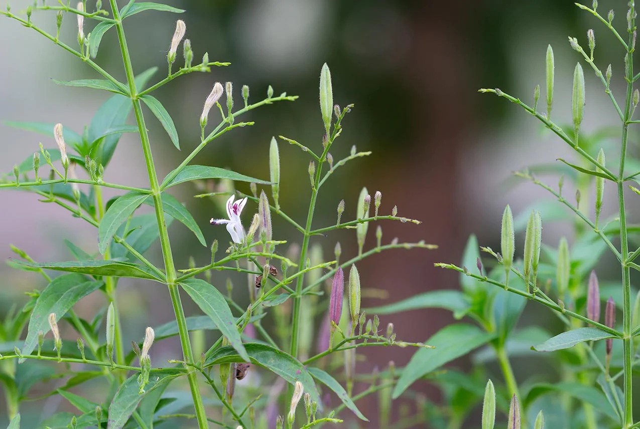 A. paniculata, commonly known in English as green chiretta and Nilavembu in Tamil belongs to Acanthaceae family. It is a medicinal plant highly used in Indian traditional system of medicines.